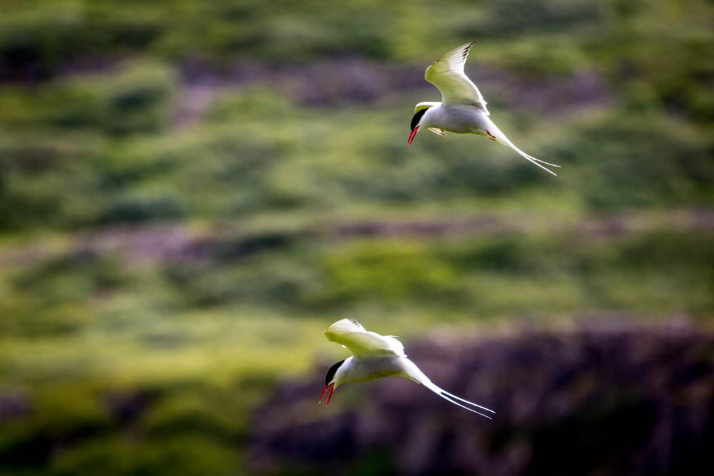 Arctic terns