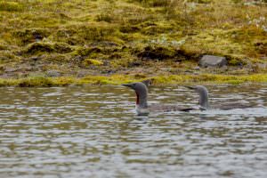 Read throated diver