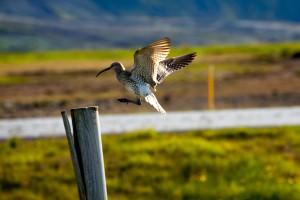 Wimbrel bird landing