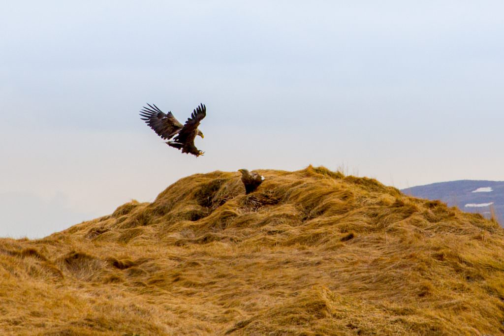 Eagle couple